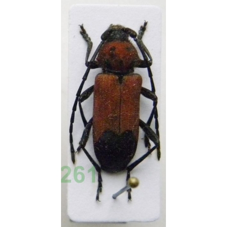 Purpuricenus desfontainii (Fabricius, 1793) female Purpurówka